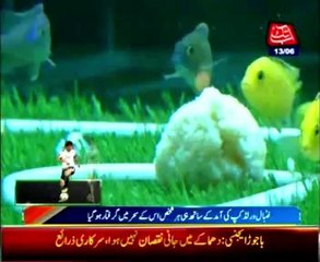 "Underwater World Cup" Held in Shanghai Aquarium