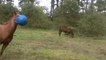 So funny young horse playing with ball! Are your a horse or a dog??