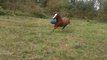 Un cheval se prend pour un chien et joue avec un ballon!