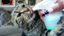 So cute cat loves his water bottle!