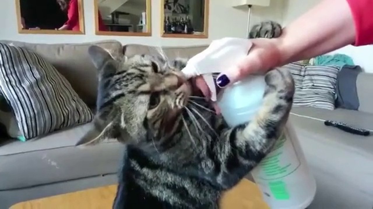 Ce chat adore se faire pulvériser!