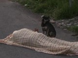 Un chien n'abandonne pas son maître mort