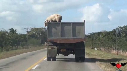 Maiale si lancia da un camion per scappare