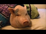 Sleeping Pig Wakes Up for a Cookie!