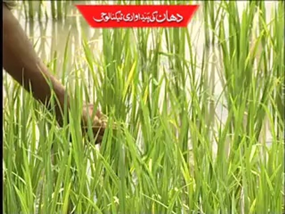 Rice Documentary