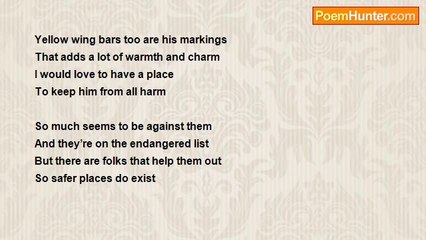 Marilyn Lott - Precious Little Bird