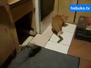 az kalsın kedi fareyi değil, fare kediyi yiyordu - bomba!