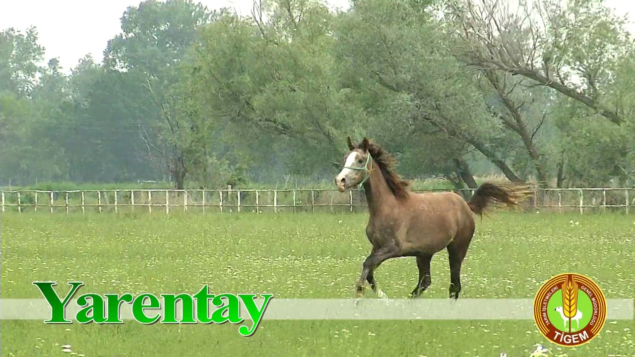 YARENTAY