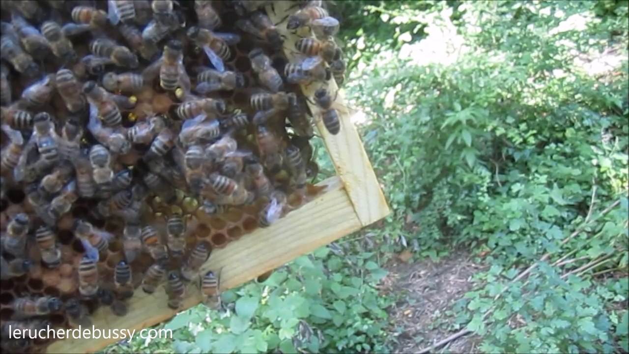 La reine des abeilles chante sur scène en direct live pour le Rucher de Bussy