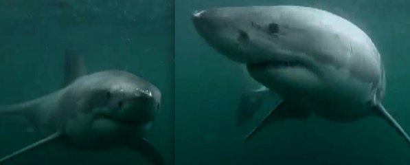 Le plongeur se retrouve nez à nez avec un requin blanc !