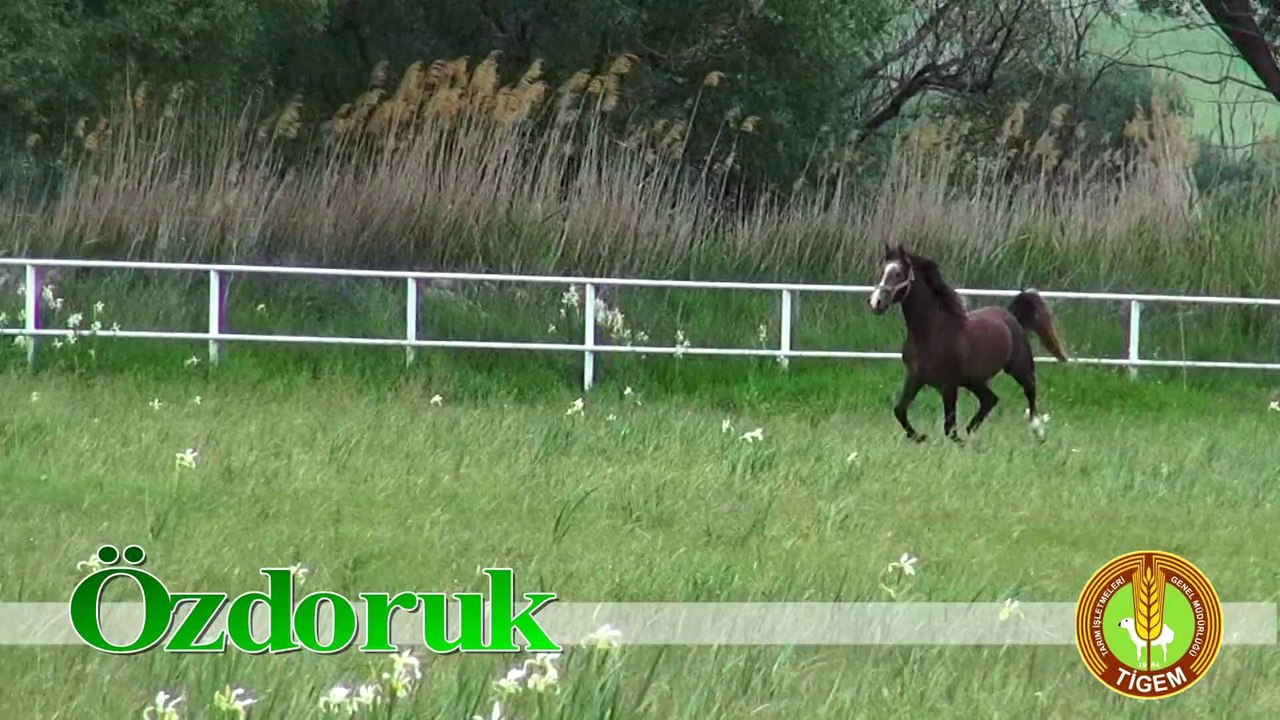 ÖZDORUK