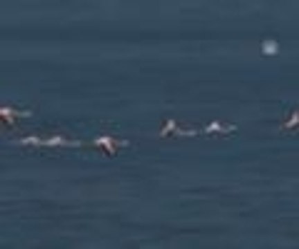 Flamingoların görsel şöleni başladı