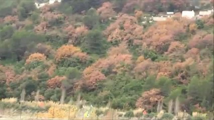 T-rex 450L Dominator 6S with little crash ! (carros06)