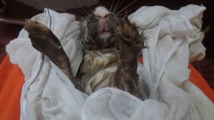 funny Bunny after taking bath