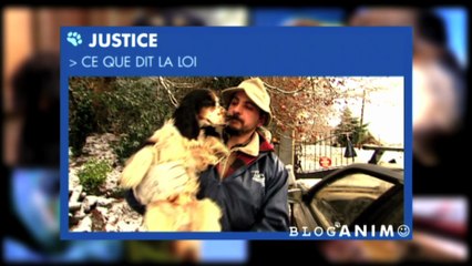 152 cockers secourus par la Fondation 30 Millions d'Amis