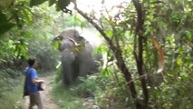 Big wild Elephant attacking tourist! Impressive...