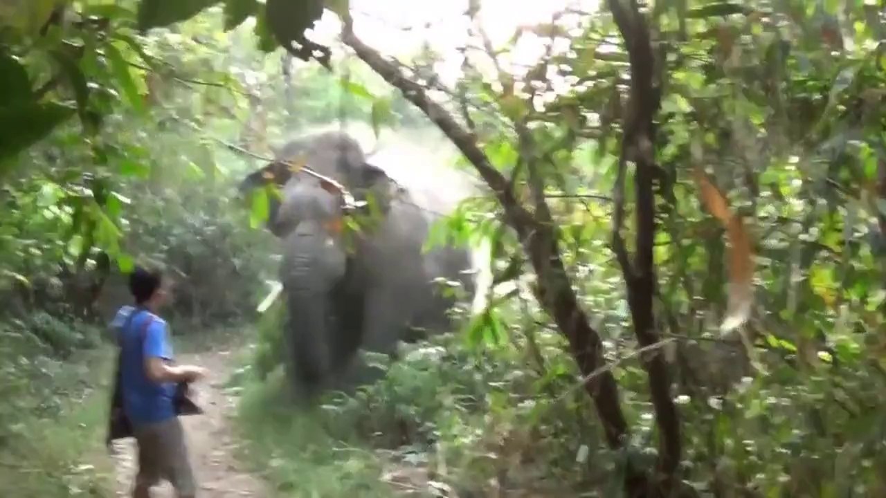 Un éléphant charge un touriste! Courageux, le gars ne bouge même pas...