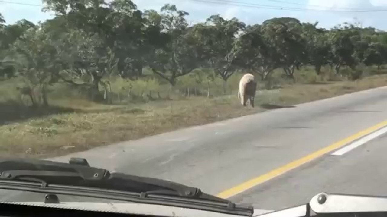 Un porc s'échappe d'un camion alors qu'il roule! Chanceux petit cochon qui évite l’abattoir!