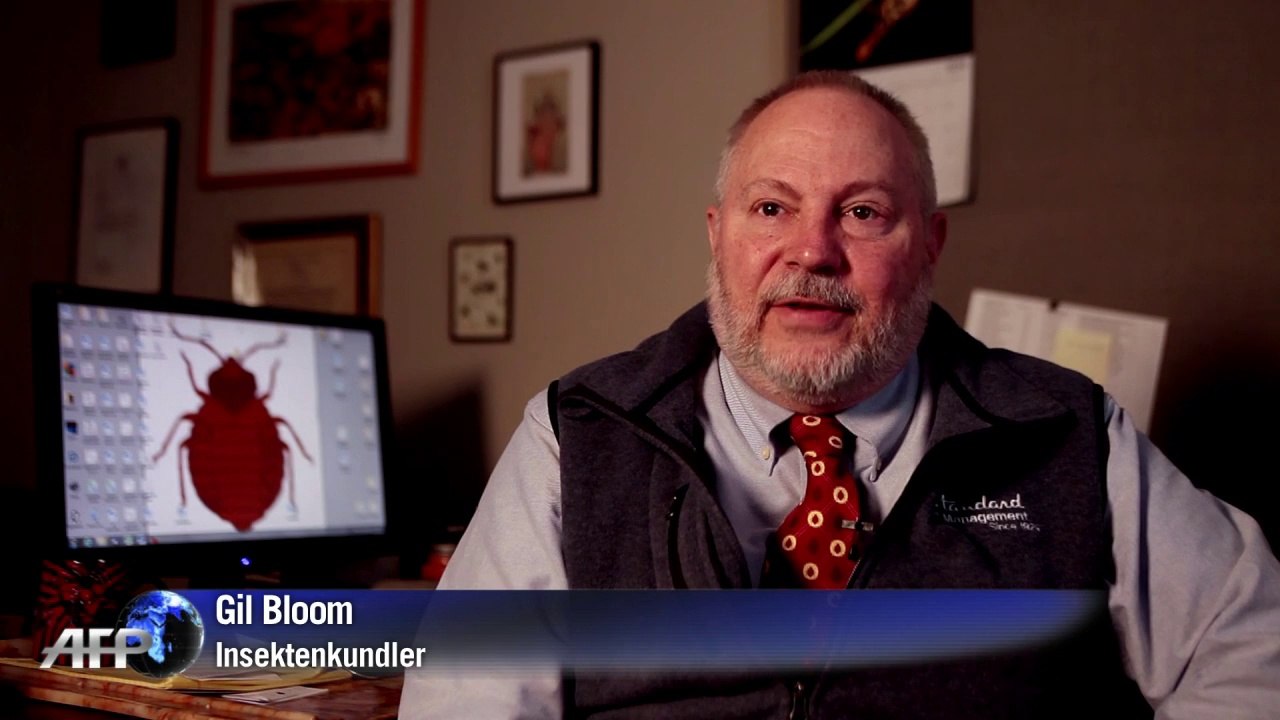 Es kribbelt und krabbelt: bettwanzen in new york