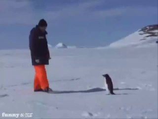 Penguen ile şaka olmaz