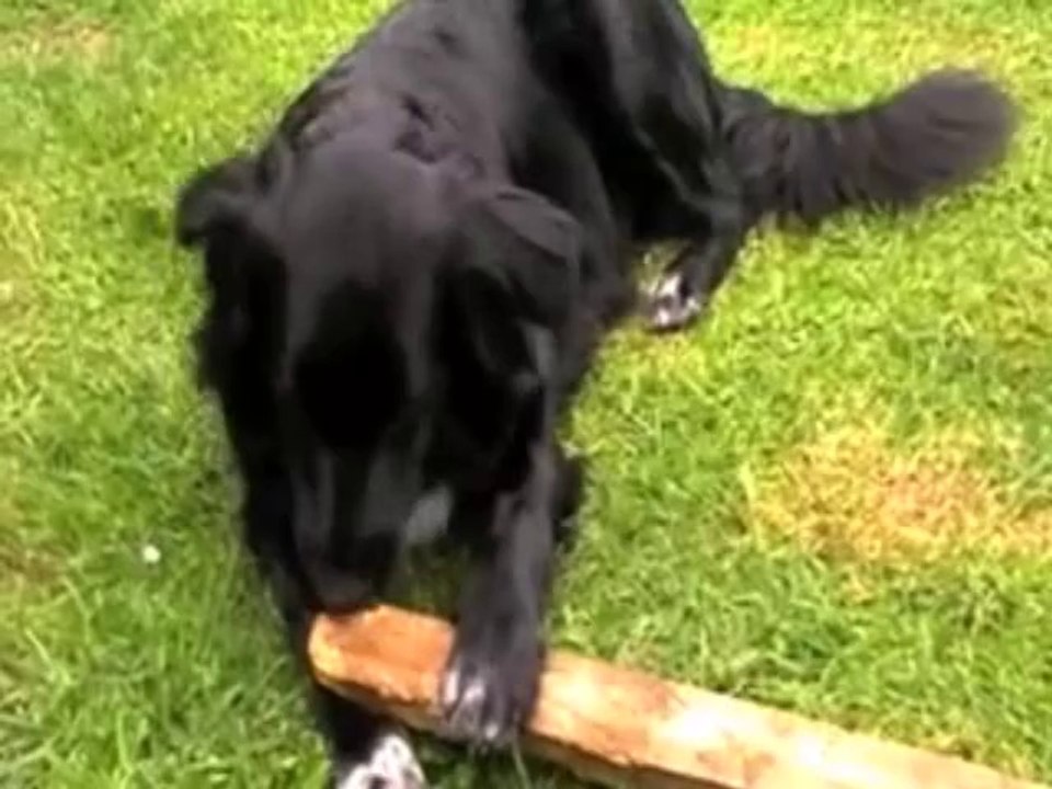 How to train your dog with the redirect method to stop chewing