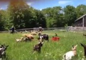 Viral Goats Learn to High Jump