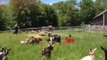 Viral Goats Learn to High Jump