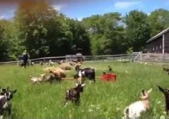 Viral Goats Learn to High Jump