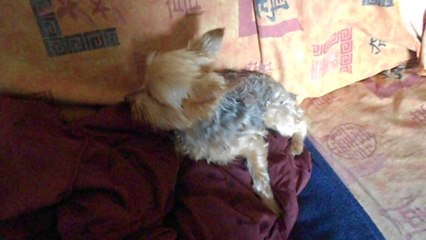 Mon petit york, crise épilepsie ?