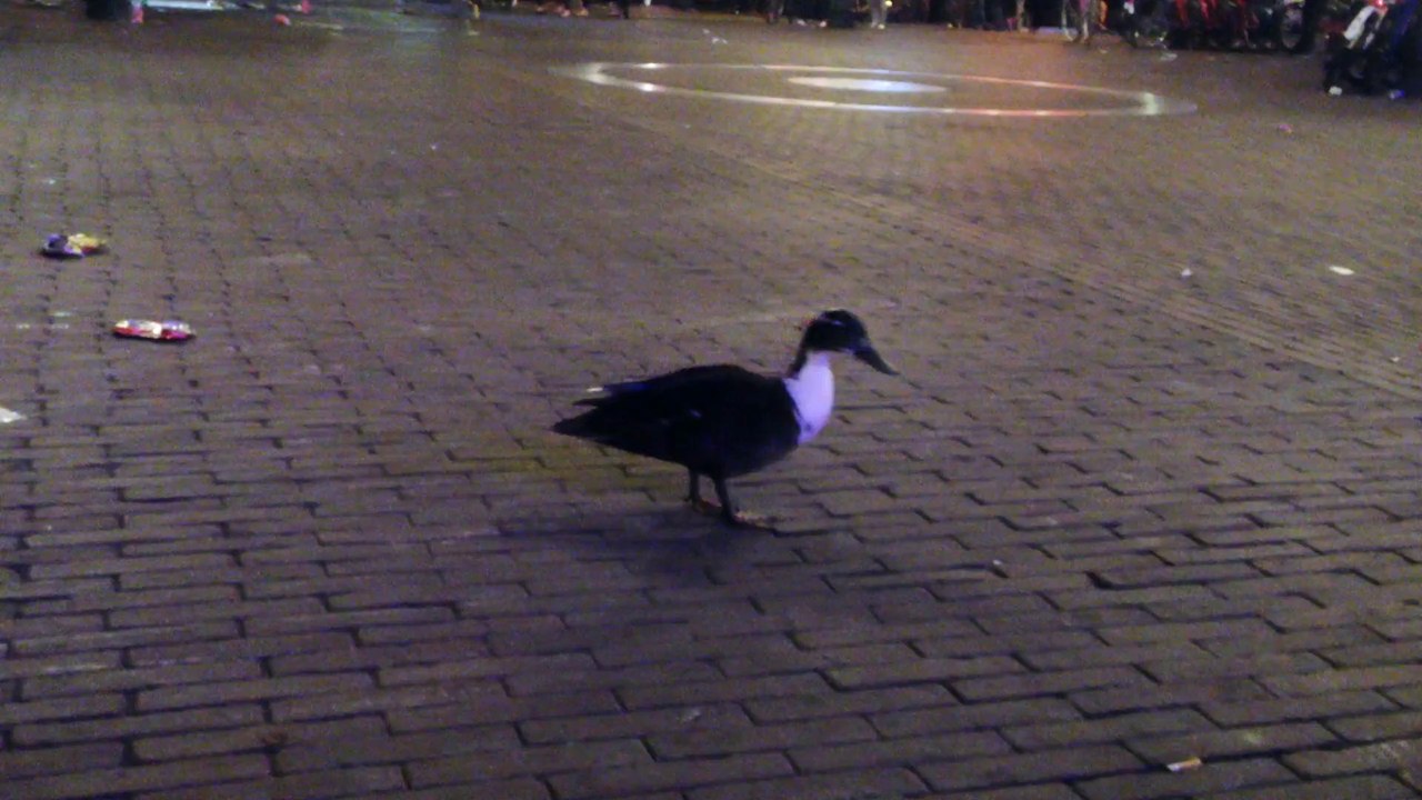 Teaser // Amsterdam by Flo Daffner