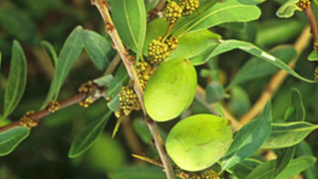 Argan Oil Tutorial – The Leading Anti-Aging Product On The Market