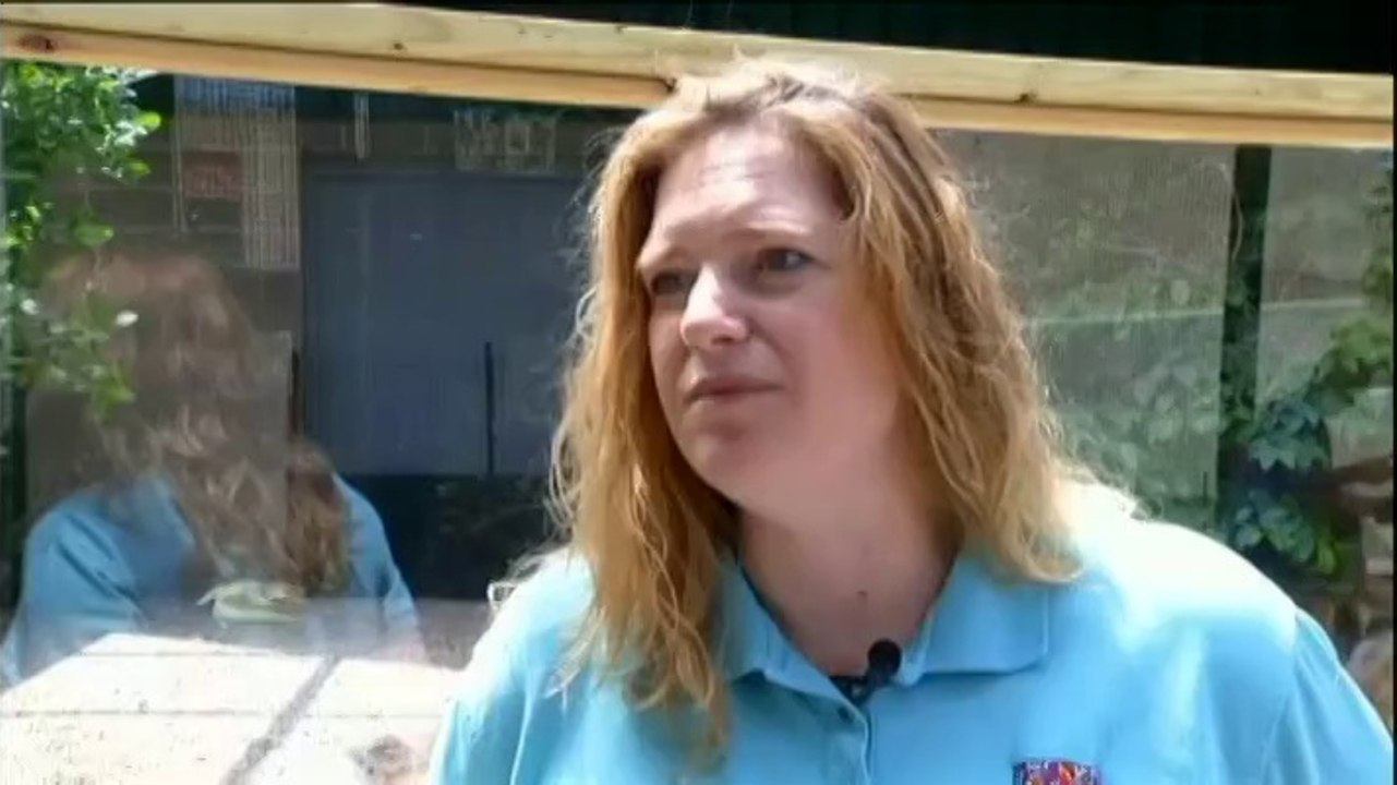 Des alligators albinos à l'abri des coups de soleil dans le Dakota du Sud