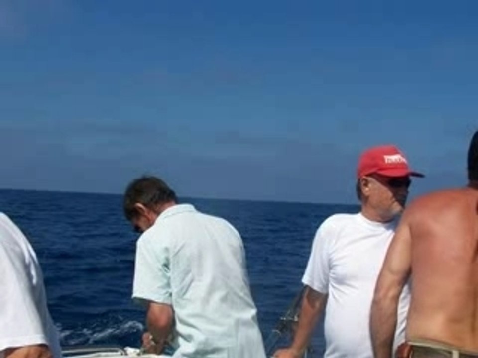 V.latines_3 baleines mediterr.