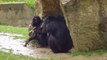 Chimpanzés au zoo d'Attilly