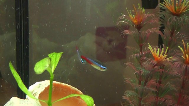 Выпуск стрижа