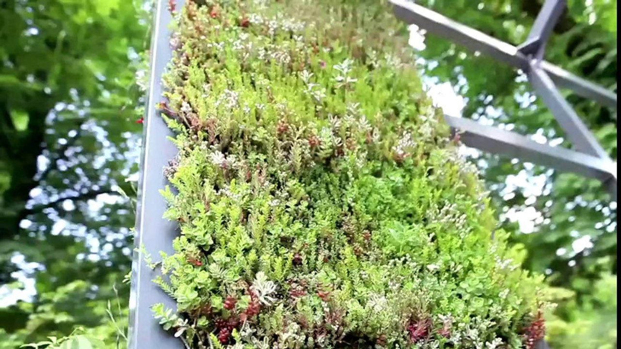 6 idées pour créer un mur végétal