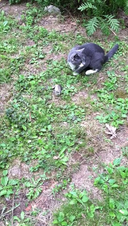 Zeus and the bird