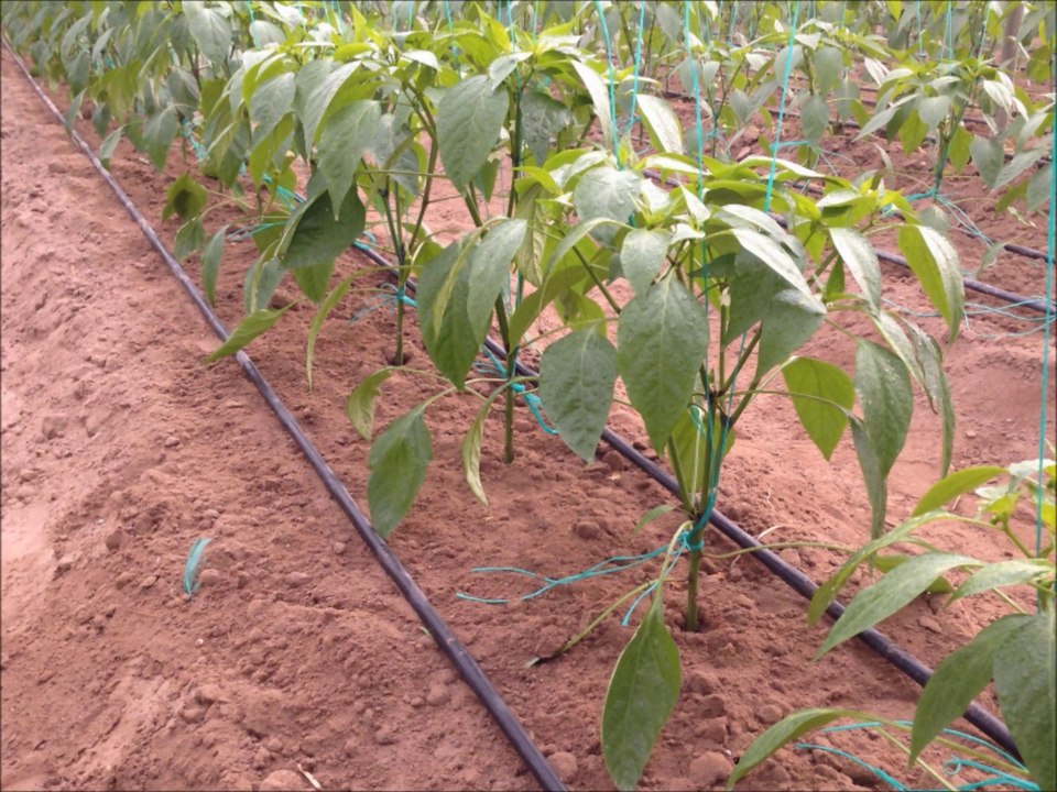 teca phosphorus video