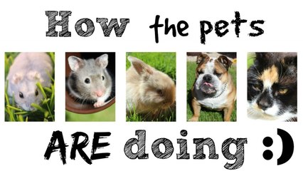 How the pets are doing :) | Vlogs