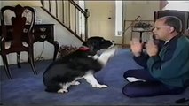 Dog Plays Patty Cake