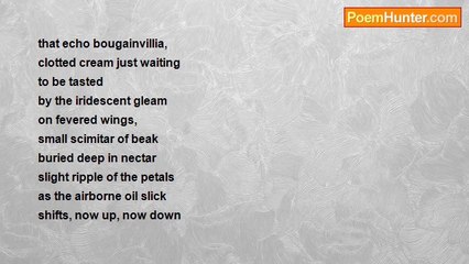 Midnight Clarity - Hummingbird