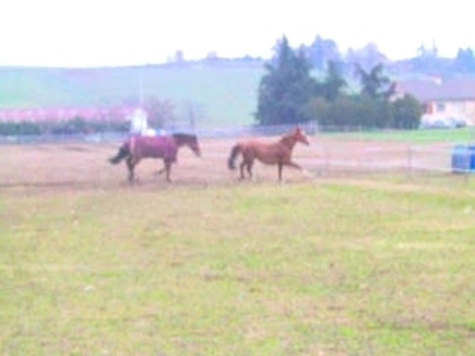 au paddock 2