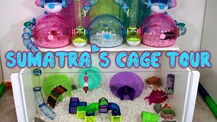 Sumatra's Hamster Cage Tour - May 2014