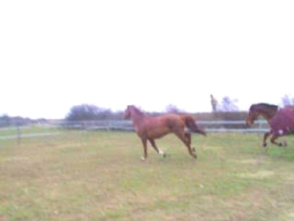 au paddock 1