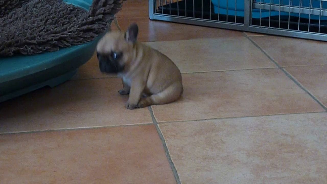 Jolie coeur de La Vallée Dioise 4 semaines !