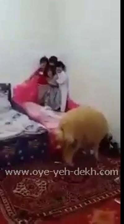 Hahaha,,, Darpok Bachay