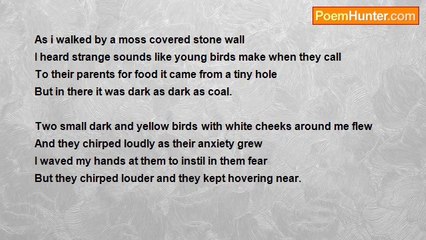 Francis Duggan - The Great Tits Nest