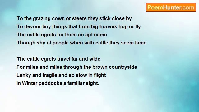 Francis Duggan - Cattle Egrets