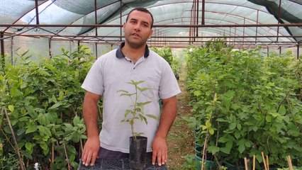 Heritage  Frambuaz Meyvesi ve Ahududu Fidanı Satışı