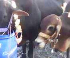 eid ul azha funny cow just before zibah